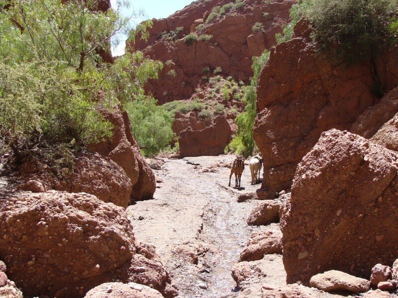 Promenade en cheval dans le Canyon des Incas, Tupiza, Bolivie