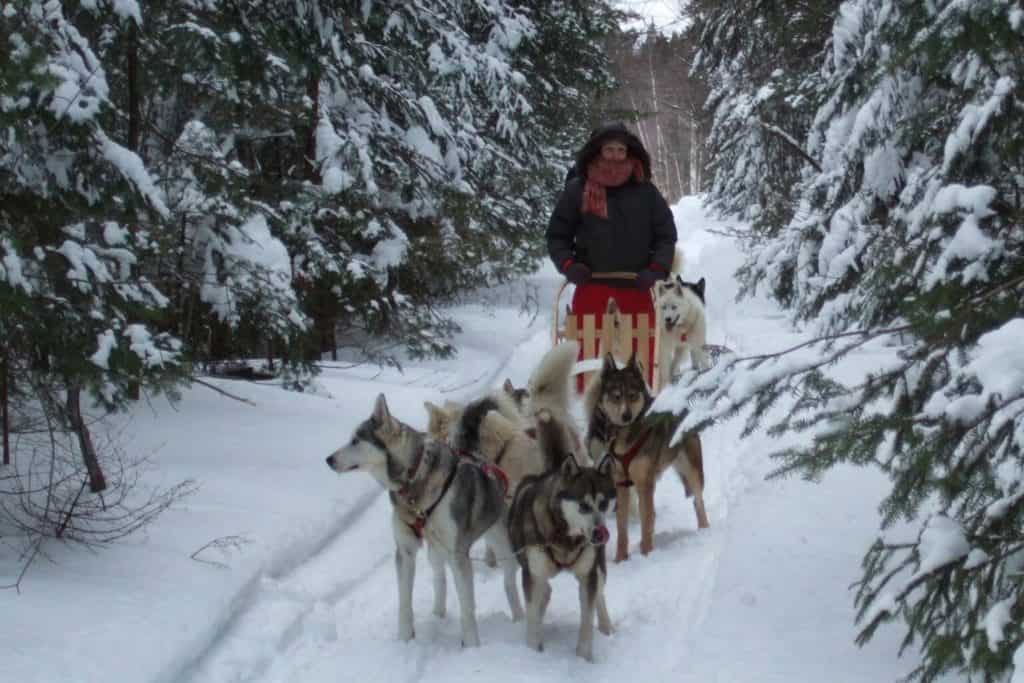 Chiens de traîneaux, québec, Canada, neige