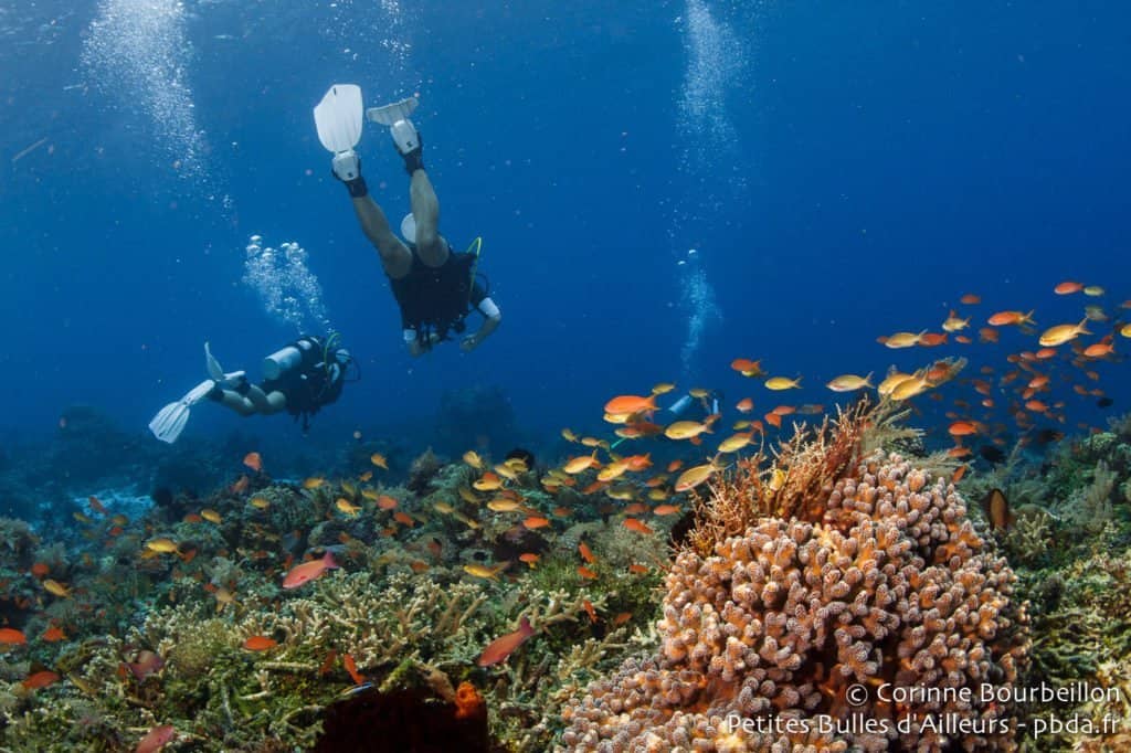 Plongée à Alor, Indonésie - © Corinne de Petites Bulles d'Ailleurs