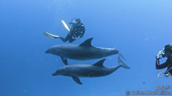 Dauphins de Rangiroa, Polynésie - © Corinne de Petites Bulles d'Ailleurs