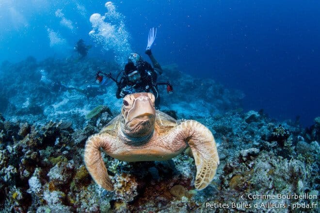 Tortue en Indonésie - © Corinne de Petites Bulles d'Ailleurs