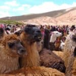 Lamas enclos Andes Bolivie