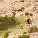 Lamas marécage Bolivie Uyuni