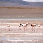 Flamands roses lagune rose Uyuni Bolivie