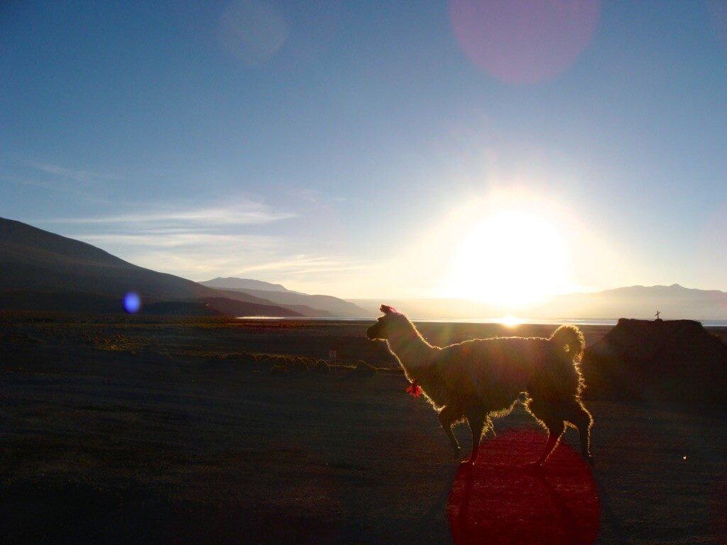 Lama, lever de soleil, Uyuni, Bolivie