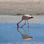 Flamand rose, lagune, Uyuni Bolivie