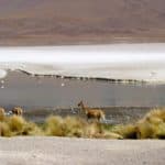 Vigogne, lagune, Uyuni, Bolivie