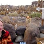 Chien, corail, cactus, repas, île, désert de sel, Uyuni, Bolivie