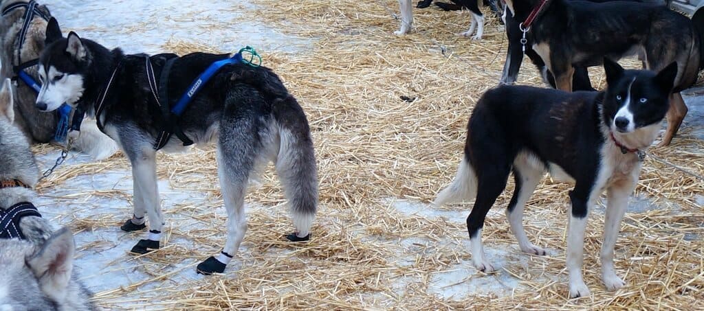 Husky à Les Gest, La Grande Odyssée Savoie Mont Blanc