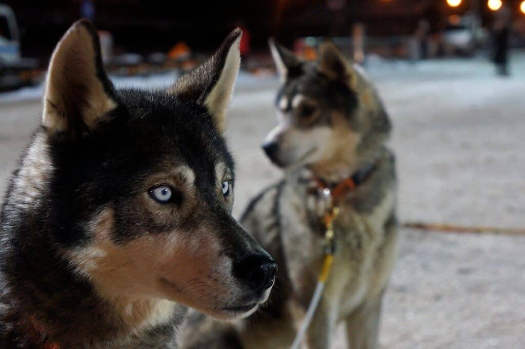 Husky de Sibérie