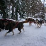 La Grande Odyssée, Husky