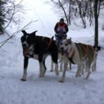 La Grande Odyssée, chiens