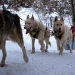 La Grande Odyssée, chiens