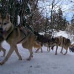 La Grande Odyssée, chiens