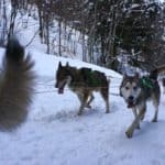 La Grande Odyssée, chiens