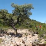 Torotoro, Bolivie, dinosaure