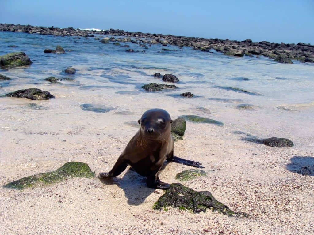 galapagos