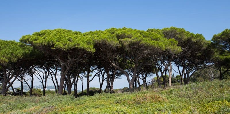 France, côte d'azur, Var, Sainte-Maxime, Saint-Tropez, Cannes, Port Grimaud