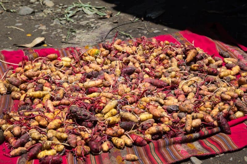 Pommes de terre, Pérou, Andes, gastronomie