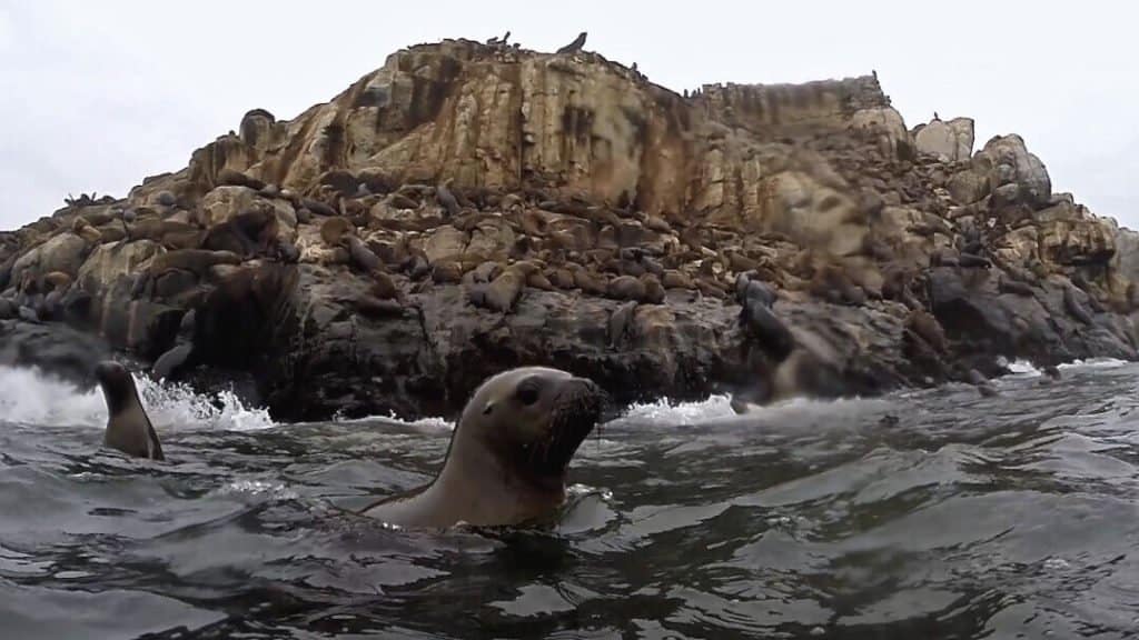 Lima, Callao, otaries