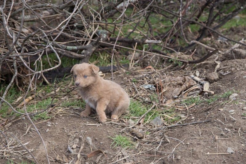 Chiot, campagne, montagne, Pérou