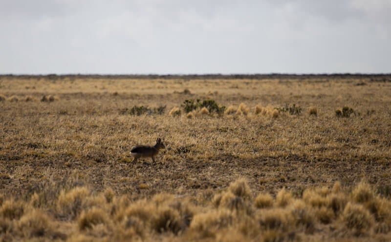 Patagonie, voyage, Chili, Argentine