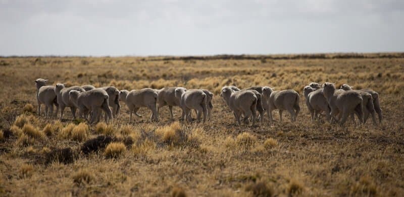 Patagonie, voyage, Chili, Argentine