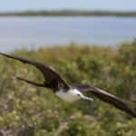 Holbox, île, Mexique, Yucatan