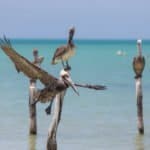 Holbox, île, Mexique, Yucatan