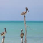 Holbox, île, Mexique, Yucatan