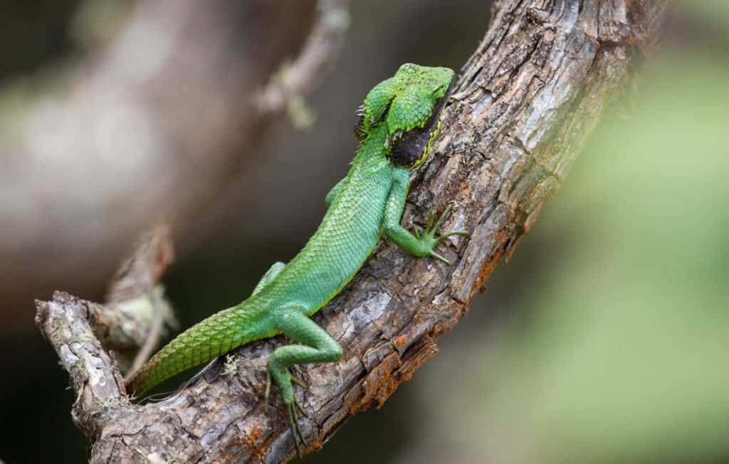 Sri Lanka, Asie, voyage, randonnée, Terdav