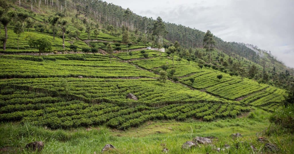 Sri Lanka, Asie, voyage, randonnée, Terdav