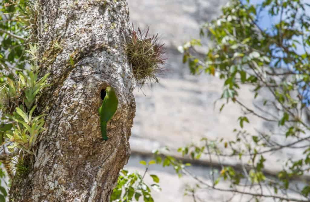 Tikal, Guatemala