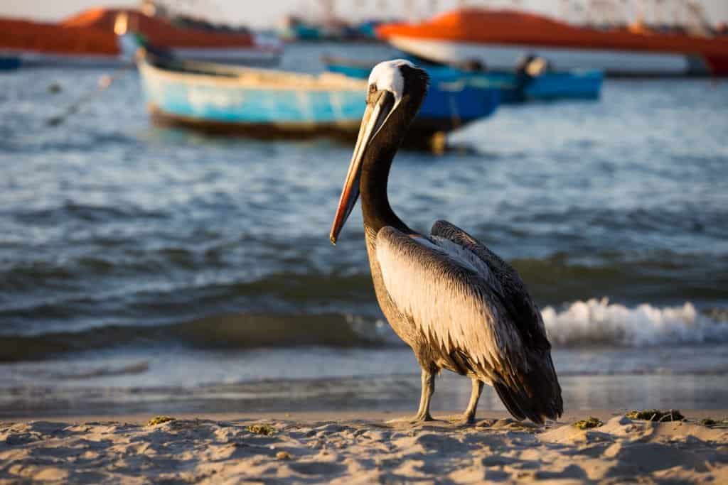 photo, voyage, Pérou, Amérique du Sud