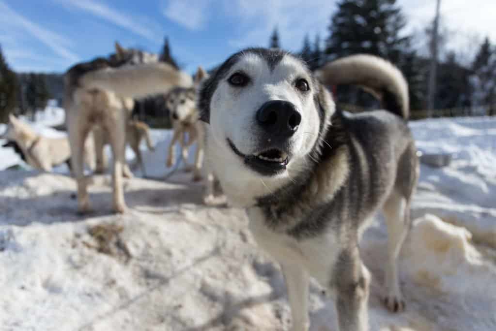 chien, traineau, Montagnes du Jura, Jura, France