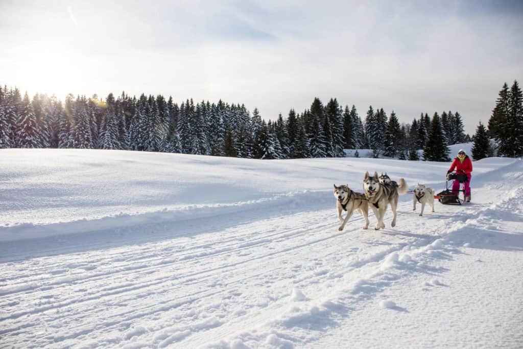 chien, traineau, Montagnes du Jura, Jura, France