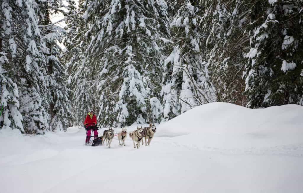 chien, traineau, Montagnes du Jura, Jura, France