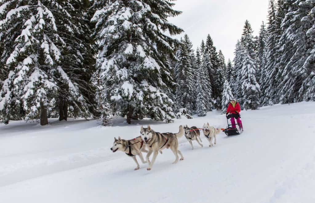 chien, traineau, Montagnes du Jura, Jura, France