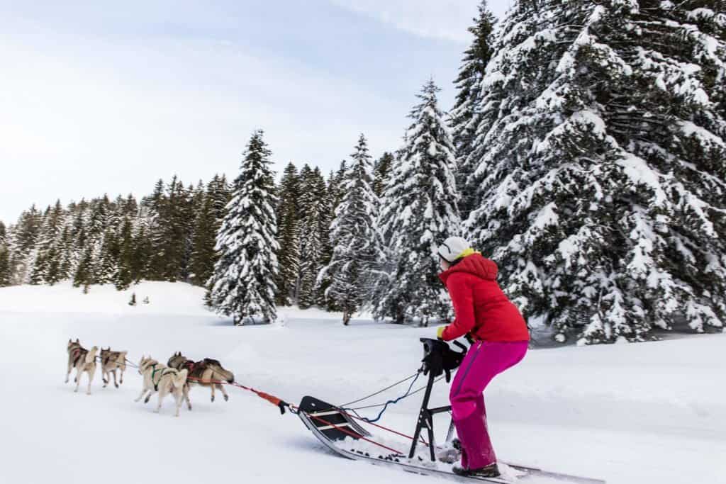 chien, traineau, Montagnes du Jura, Jura, France