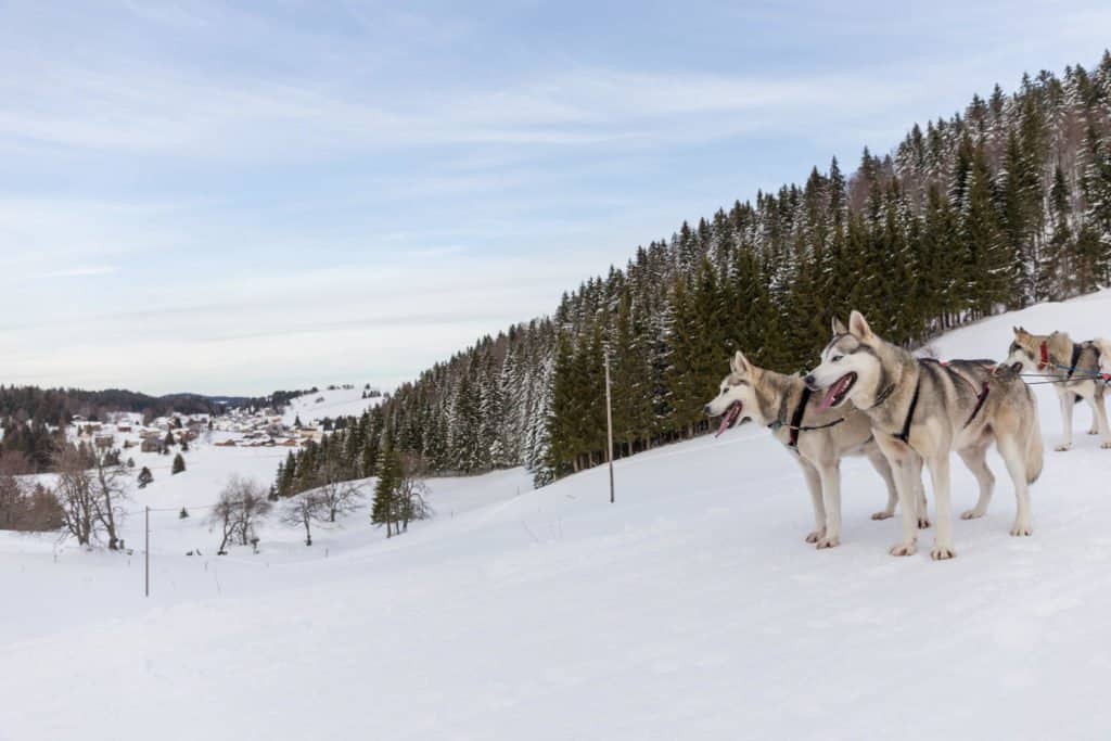 chien, traineau, Montagnes du Jura, Jura, France