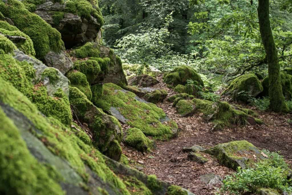 Allemagne, Sarre, Saarland, EnjoyGermanNature, nature