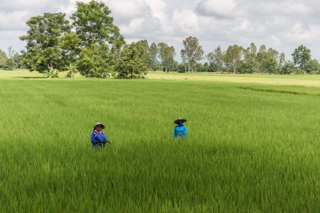 Thaïlande, Asie, voyage,