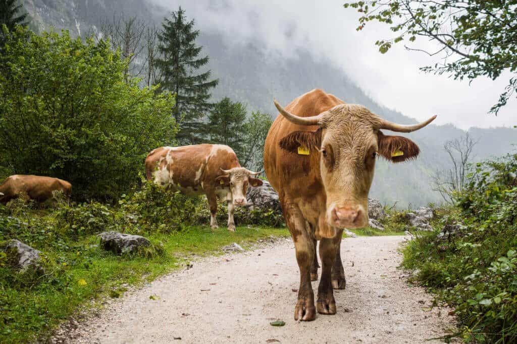 Allemagne, Bavière, Berchtesgaden, EnjoyGermanNature,