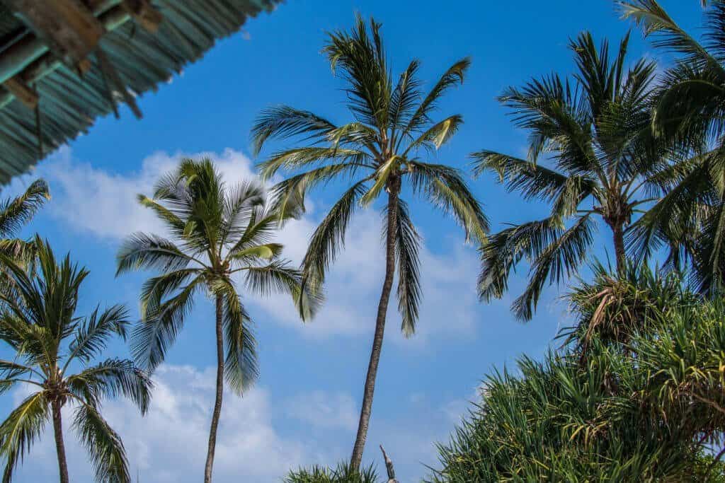 Zanzibar, Tanzanie, Afrique, voyage