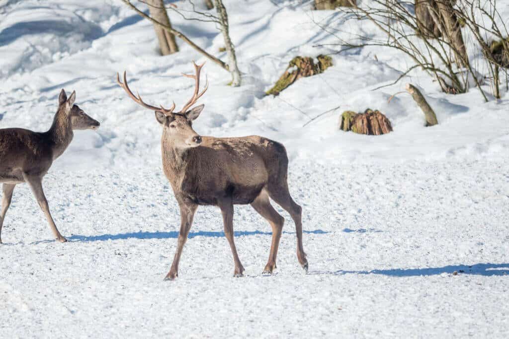 Allemagne, Berchtesgaden, Bavière, nature