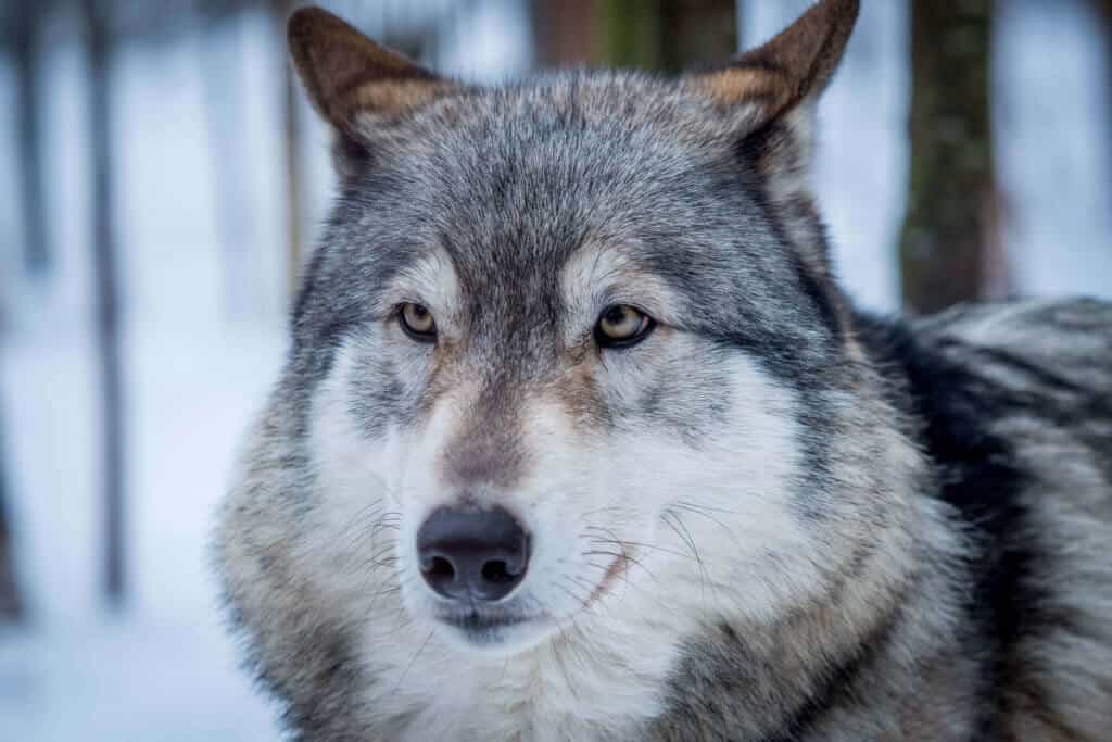 Finlande, voyage, hiver, Lahti, Päijänne