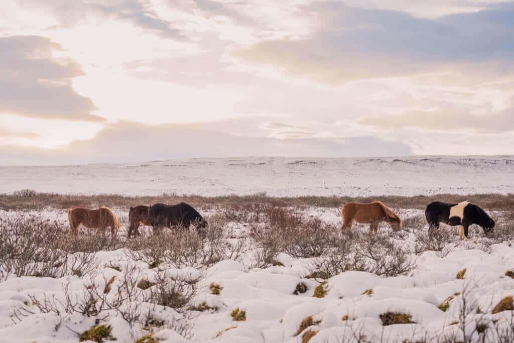 Islande, Iceland, voyage, stopover