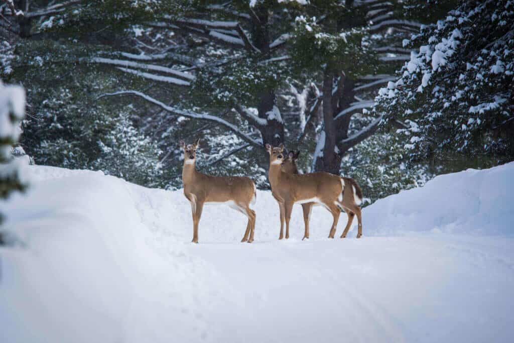 Canada, Québec, roadtrip, voyage, hiver