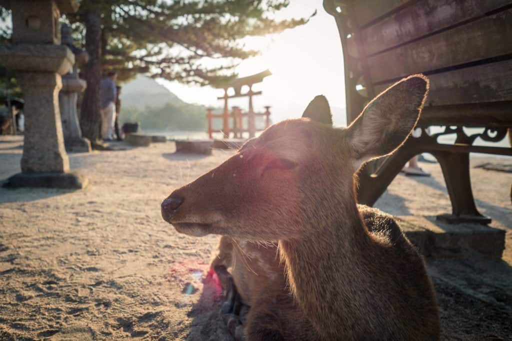 Japon, Miyajima, voyage