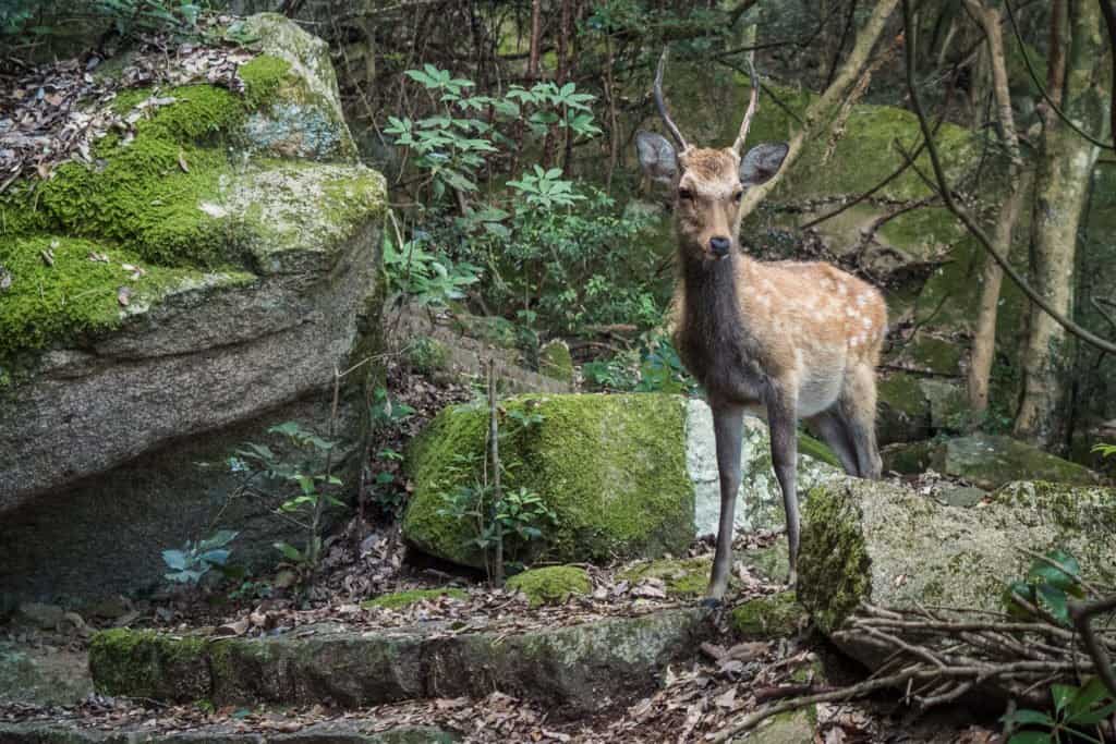 Japon, Miyajima, voyage